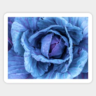 Purple Cabbage Sticker